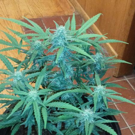 First grow(Blueberry auto)