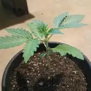 Mosi exotics