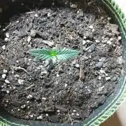 Another Random Og