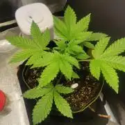 RQS White Widow