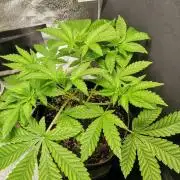 RQS White Widow