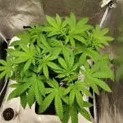 RQS White Widow