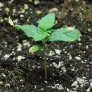 RQS White Widow