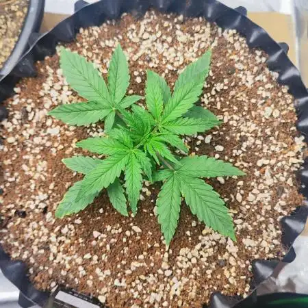 Sensi Seeds Blueberry Candiez