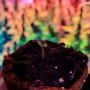 Sweet Seeds PJXL - last seed