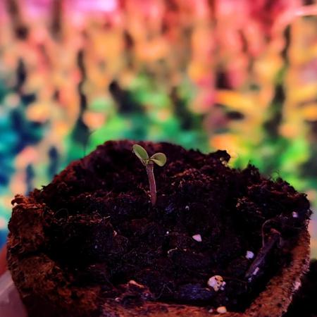 Sweet Seeds PJXL - last seed