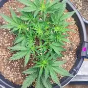 Sweet Seeds PJXL - last seed