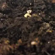 Sweet Seeds PJXL - last seed