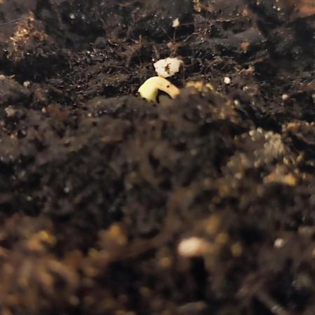 Sweet Seeds PJXL - last seed
