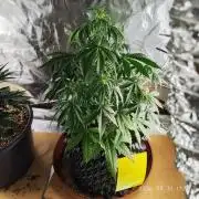 Sensi Seeds Blueberry Candiez