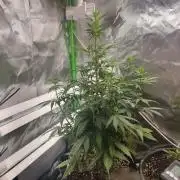 Sensi Seeds Blueberry Candiez