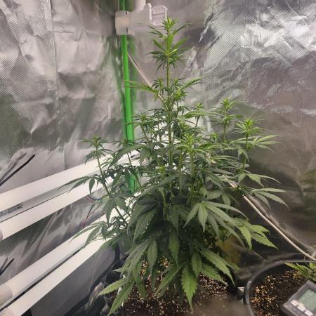 Sensi Seeds Blueberry Candiez