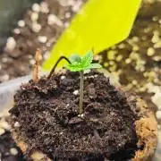 Sweet Seeds PJXL - last seed