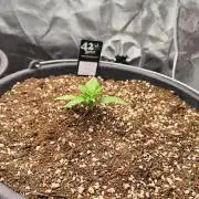 Sweet Seeds PJXL - last seed