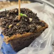 Sensi Seeds Blueberry Candiez