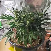 Sweet Seeds PJXL - last seed