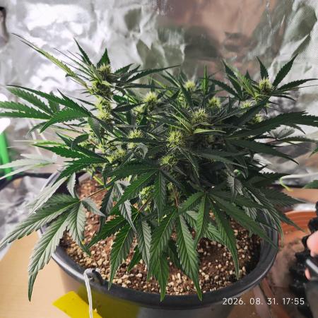 Sweet Seeds PJXL - last seed