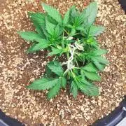 Sweet Seeds PJXL - last seed
