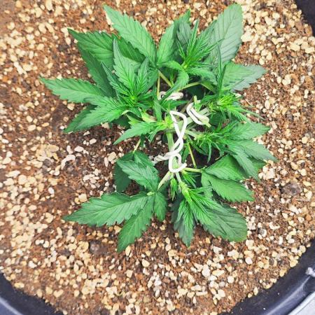 Sweet Seeds PJXL - last seed