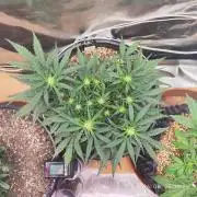 Sweet Seeds PJXL - last seed