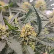 Sweet Seeds PJXL - last seed