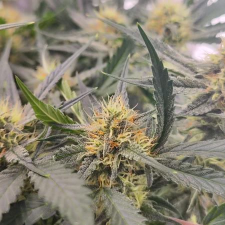 Sweet Seeds PJXL - last seed
