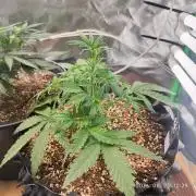 Sensi Seeds Blueberry Candiez