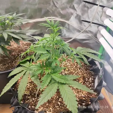 Sensi Seeds Blueberry Candiez