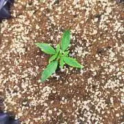 Sensi Seeds Blueberry Candiez