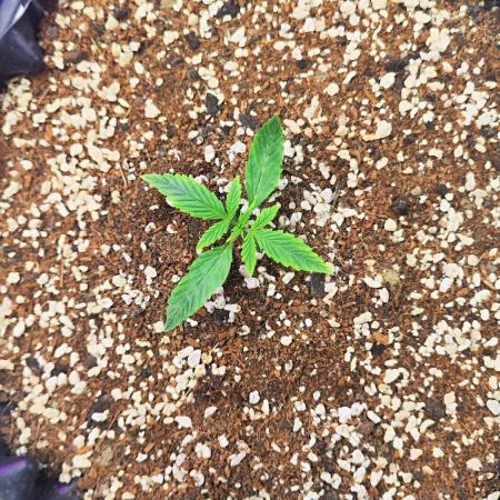 Sensi Seeds Blueberry Candiez