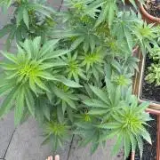 White widow - first outdoor grow