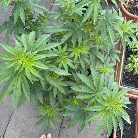 White widow - first outdoor grow