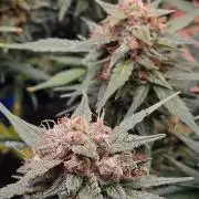 Cream Mandarine Auto