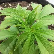 Mimosa Orange Punch | 200W | BioTabs
