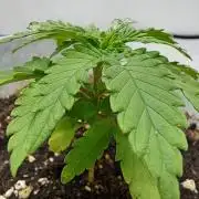 Mimosa Orange Punch | 200W | BioTabs