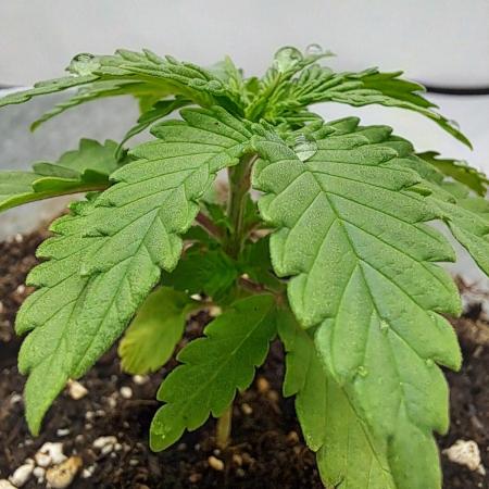 Mimosa Orange Punch | 200W | BioTabs
