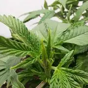 Mimosa Orange Punch | 200W | BioTabs