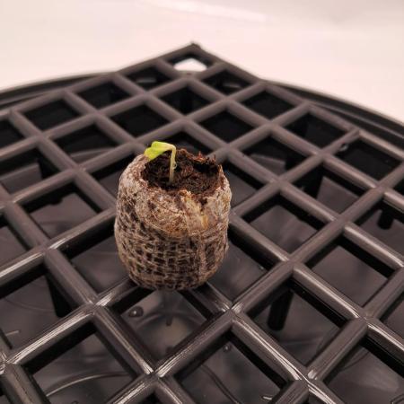 Mimosa Orange Punch | 200W | BioTabs