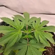 Mimosa Orange Punch | 200W | BioTabs