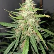 CZ-Critical xxl autoflower