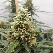 CZ-Critical xxl autoflower