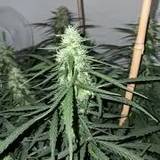 CZ-Critical xxl autoflower