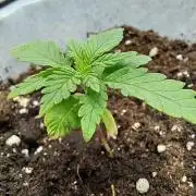 Mimosa Orange Punch | 200W | BioTabs