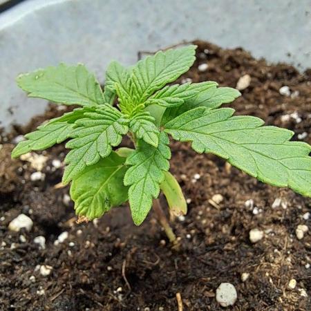 Mimosa Orange Punch | 200W | BioTabs