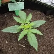 First run ever