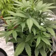 Sensi Seeds - Sticky Orange XXL Auto