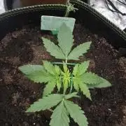 Sensi Seeds - Sticky Orange XXL Auto
