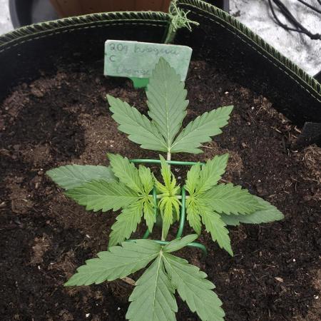 Sensi Seeds - Sticky Orange XXL Auto