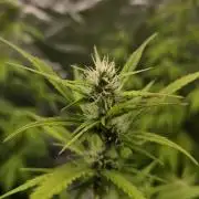 Banana Kush Cake (First Grow)