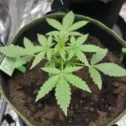Sensi Seeds - Sticky Orange XXL Auto